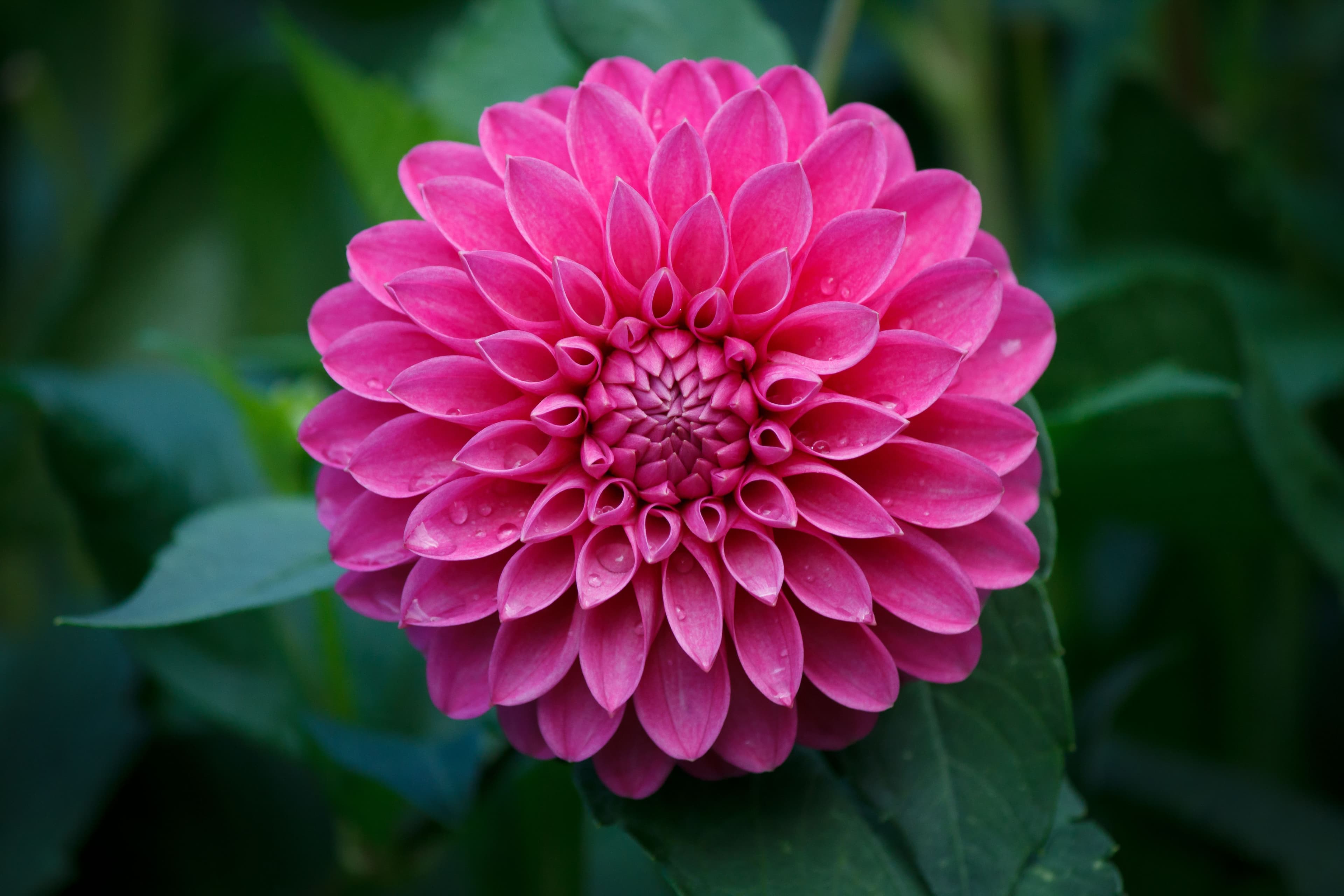 Beautiful Pink Dahlia Flower | Image Credit: © 200509313 - stock.adobe.com