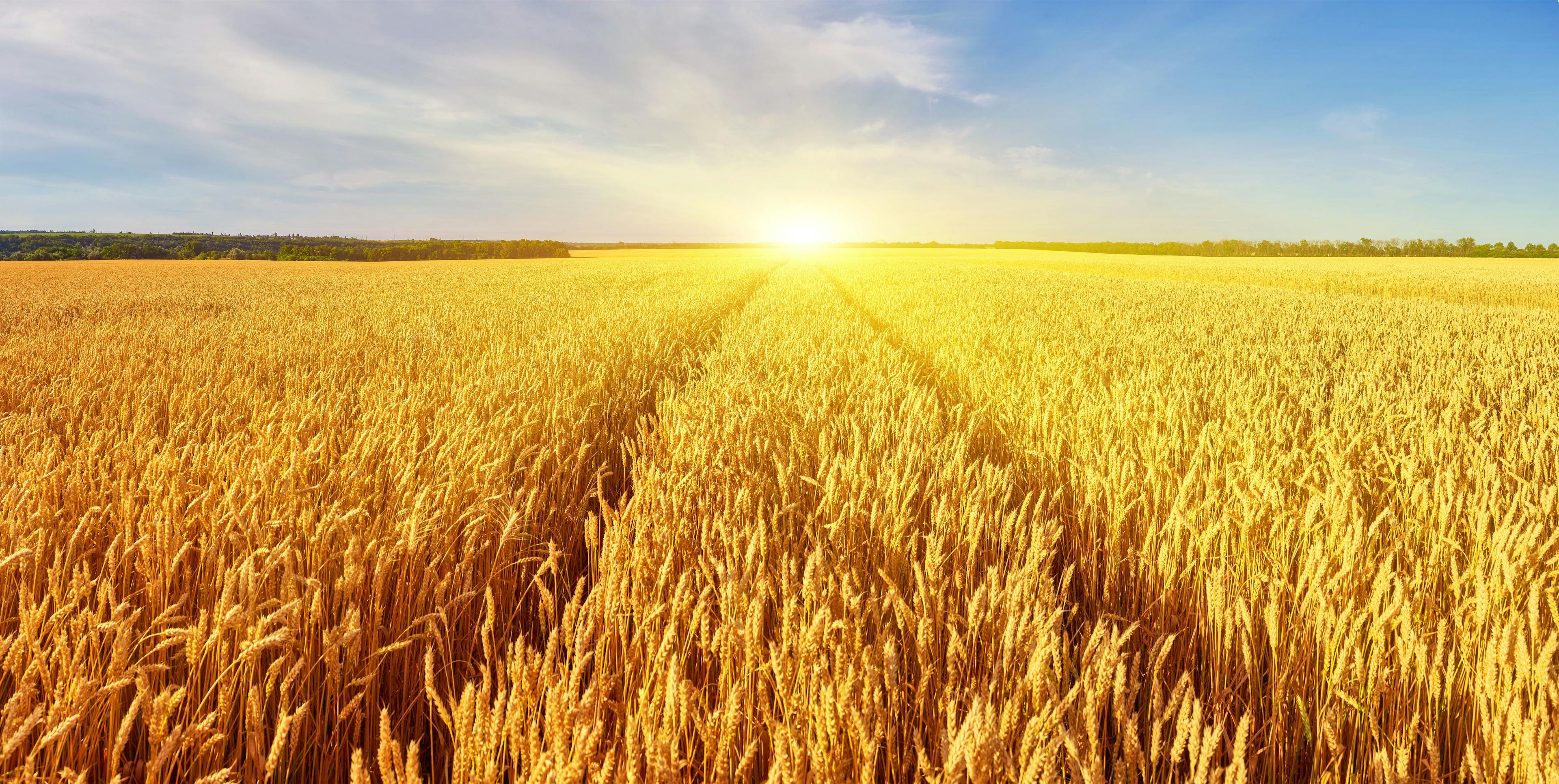 Landscape with tractor road in wheat field | Image Credit: © Ryzhkov Oleksandr - stock.adobe.com