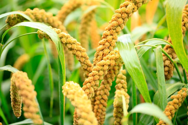 Foxtail millet | Image Credit: © zhengzaishanchu - stock.adobe.com.