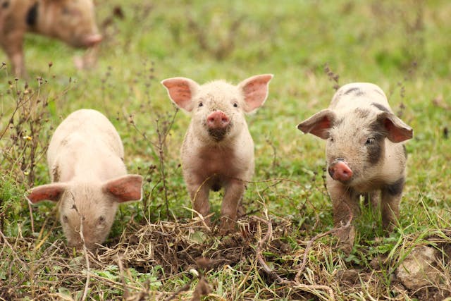 Three piglets | Image Credit: © Simun Ascic - stock.adobe.com