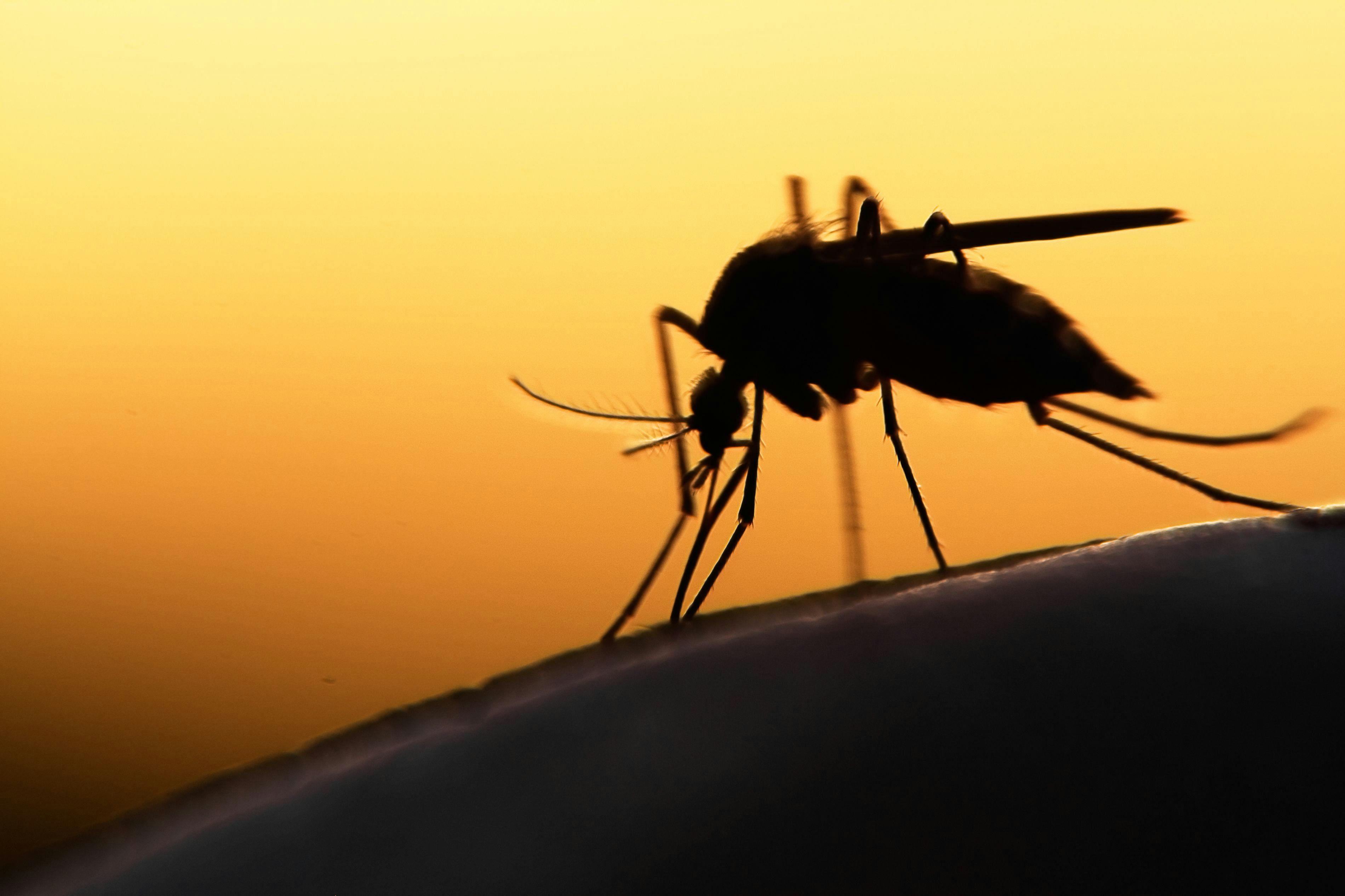 mosquito | Image Credit: © mycteria - stock.adobe.com.