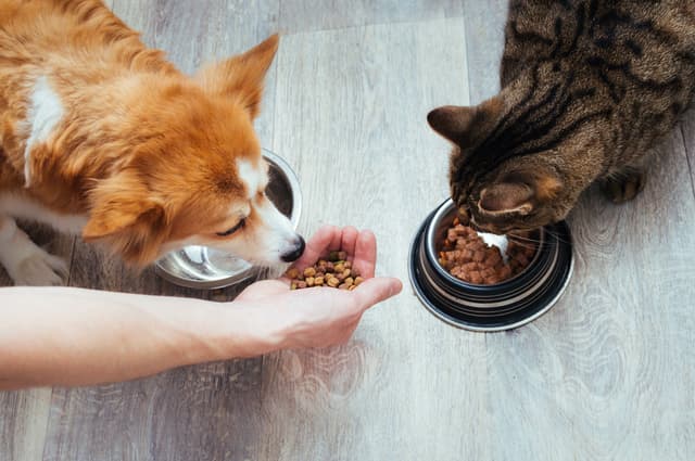 Owner pours dry food to the cat and dog in the kitchen. Master's hand. Close-up. Concept dry food for animals. | Image Credit: © anastas_ - stock.adobe.com