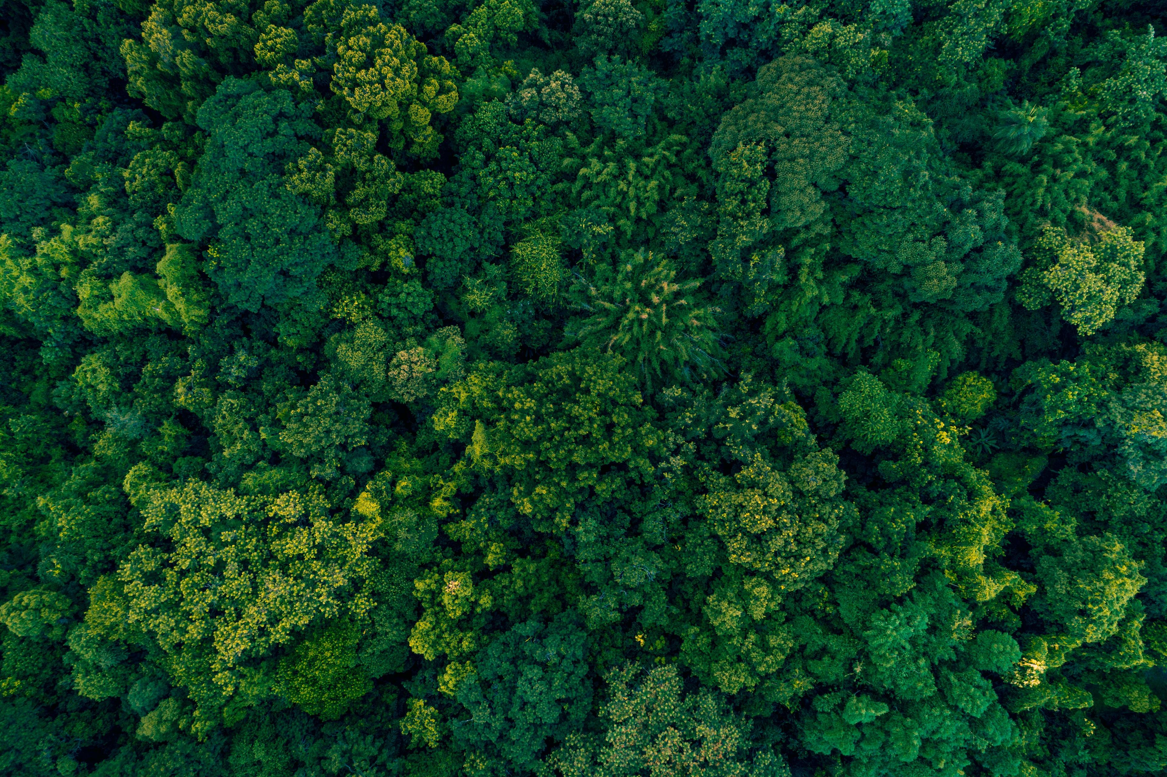 Atlantic Forest Brazil | Image Credit: © josefurlan_pissol - stock.adobe.com