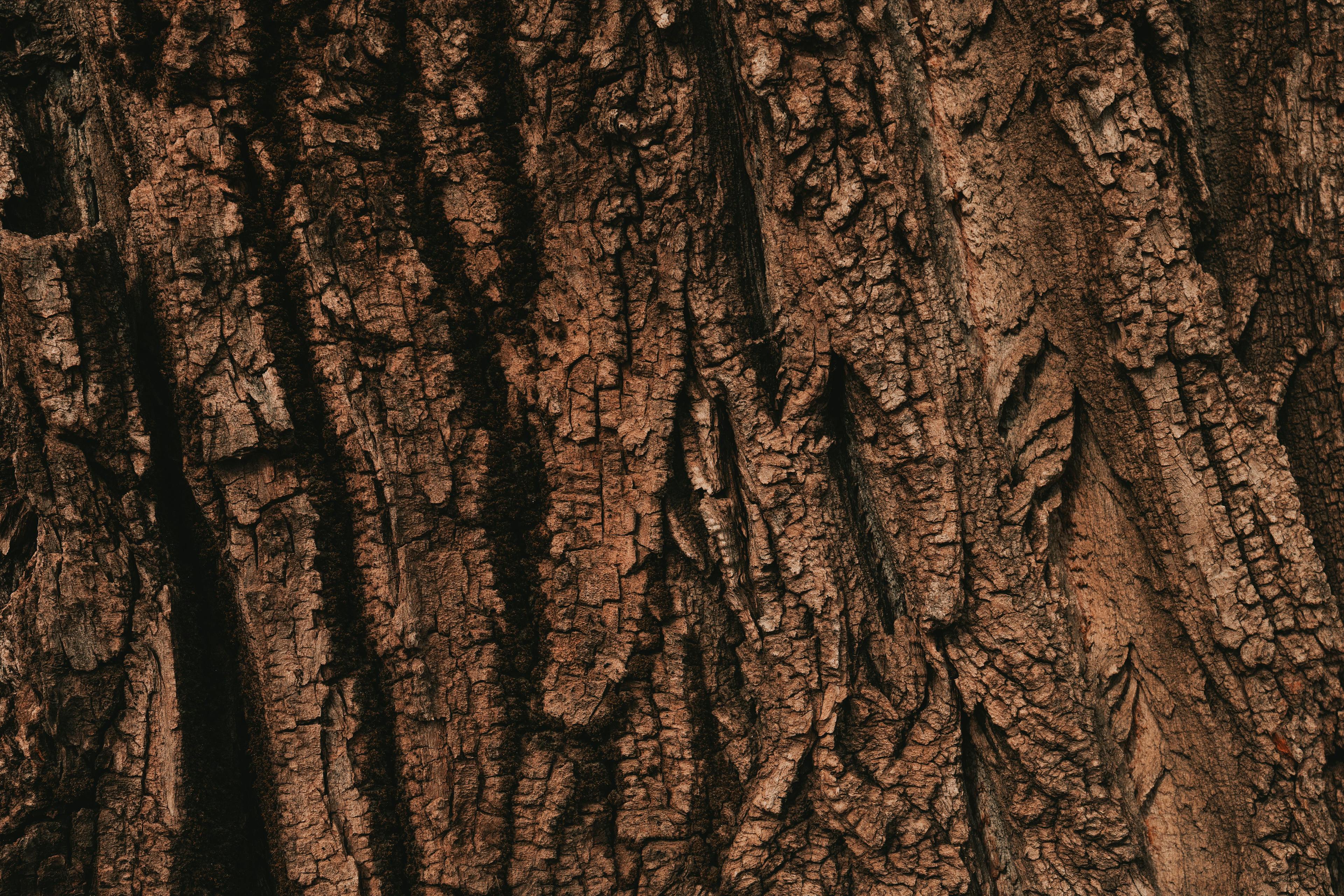 Tree bark texture pattern, old maple wood trunk as background | Image Credit: © Bits and Splits - stock.adobe.com