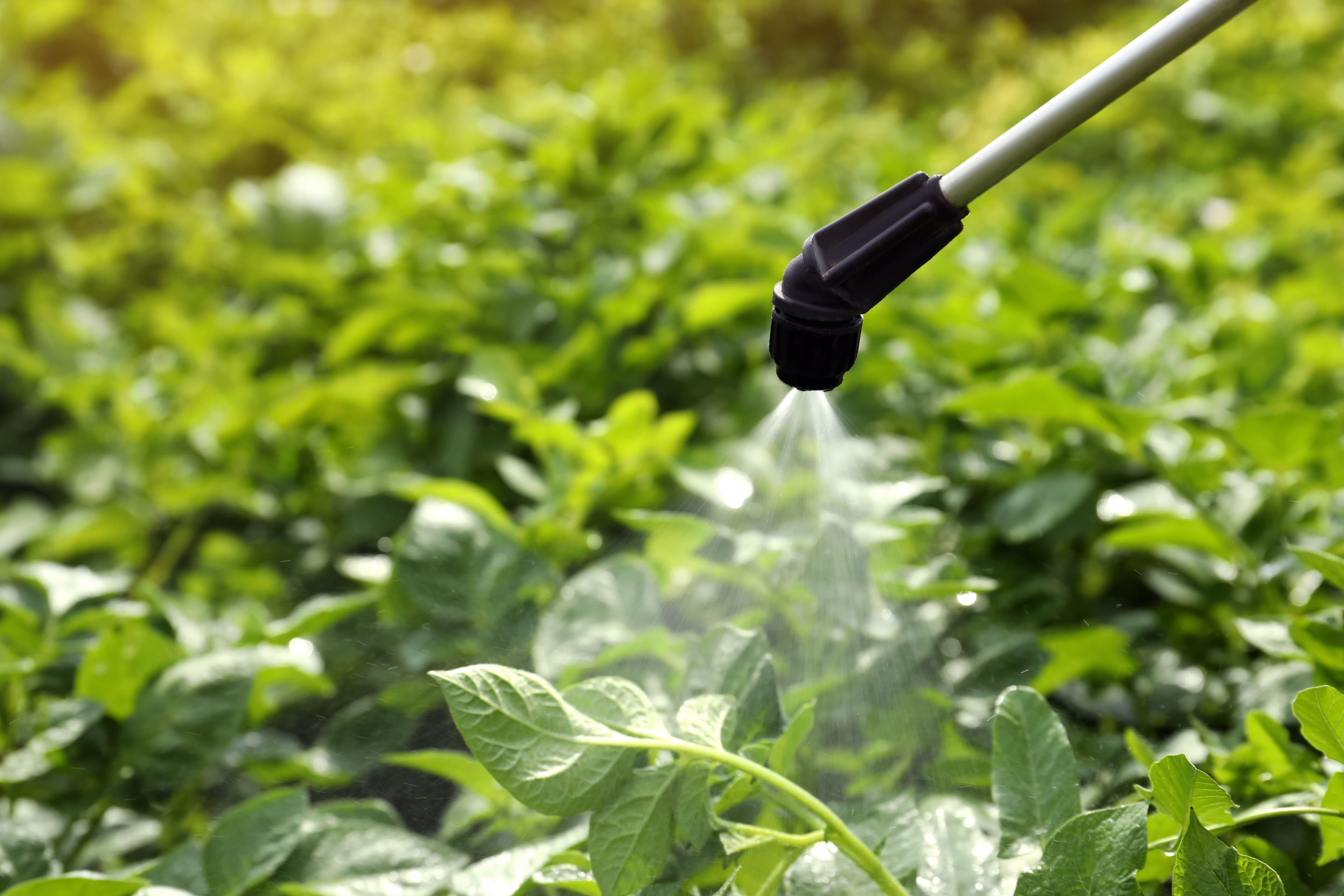 Spraying pesticide onto potato plants outdoors on sunny day | Image Credit: © New Africa - stock.adobe.com.