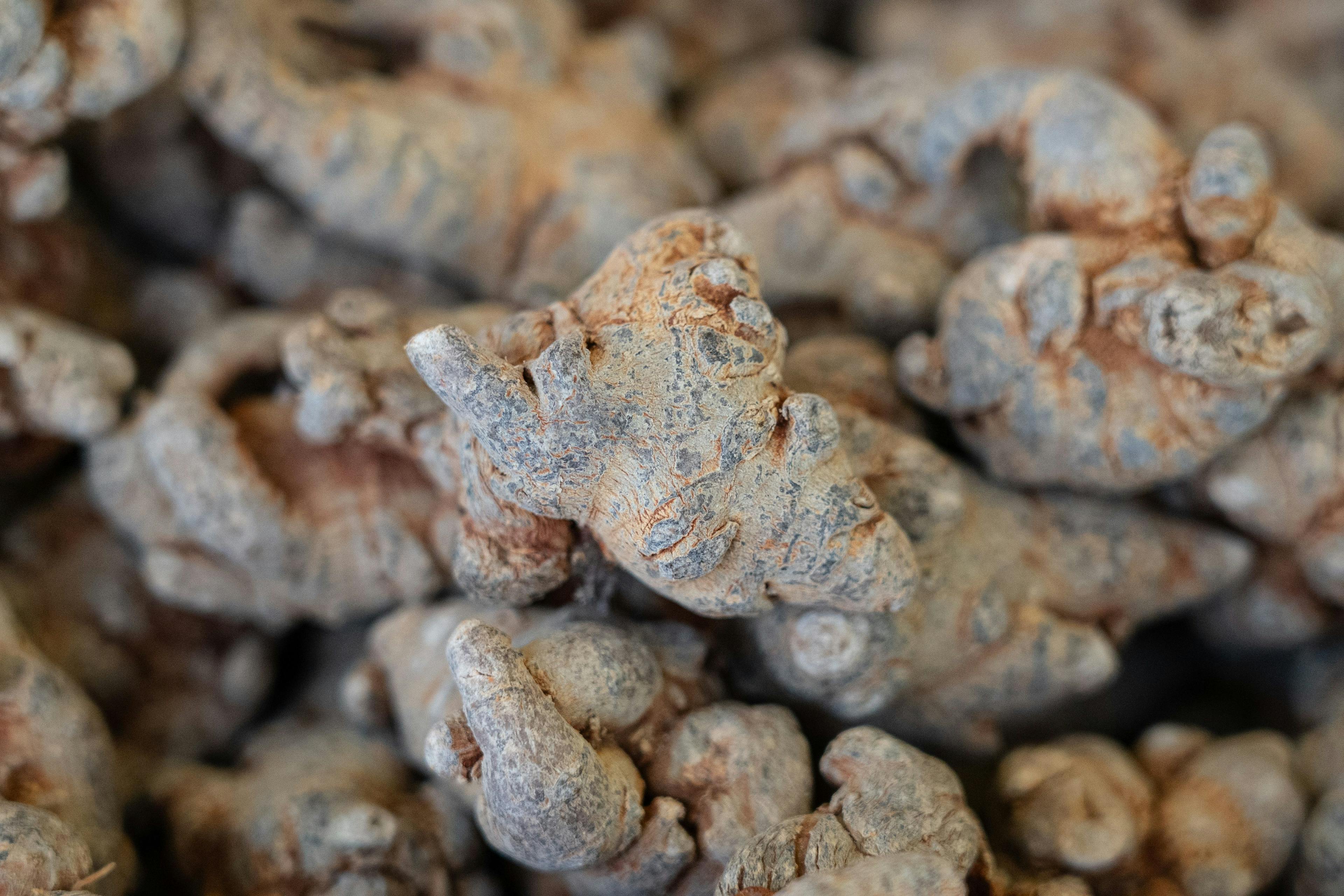 Closeup of Dried Panax notoginseng roots texture background. | Image Credit: © zhikun sun - stock.adobe.com