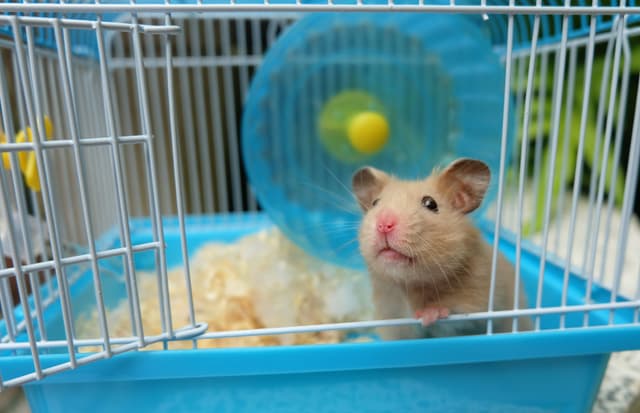 Close-up of a cute hamster in blue cage | Image Credit: © kulthiwat - stock.adobe.com