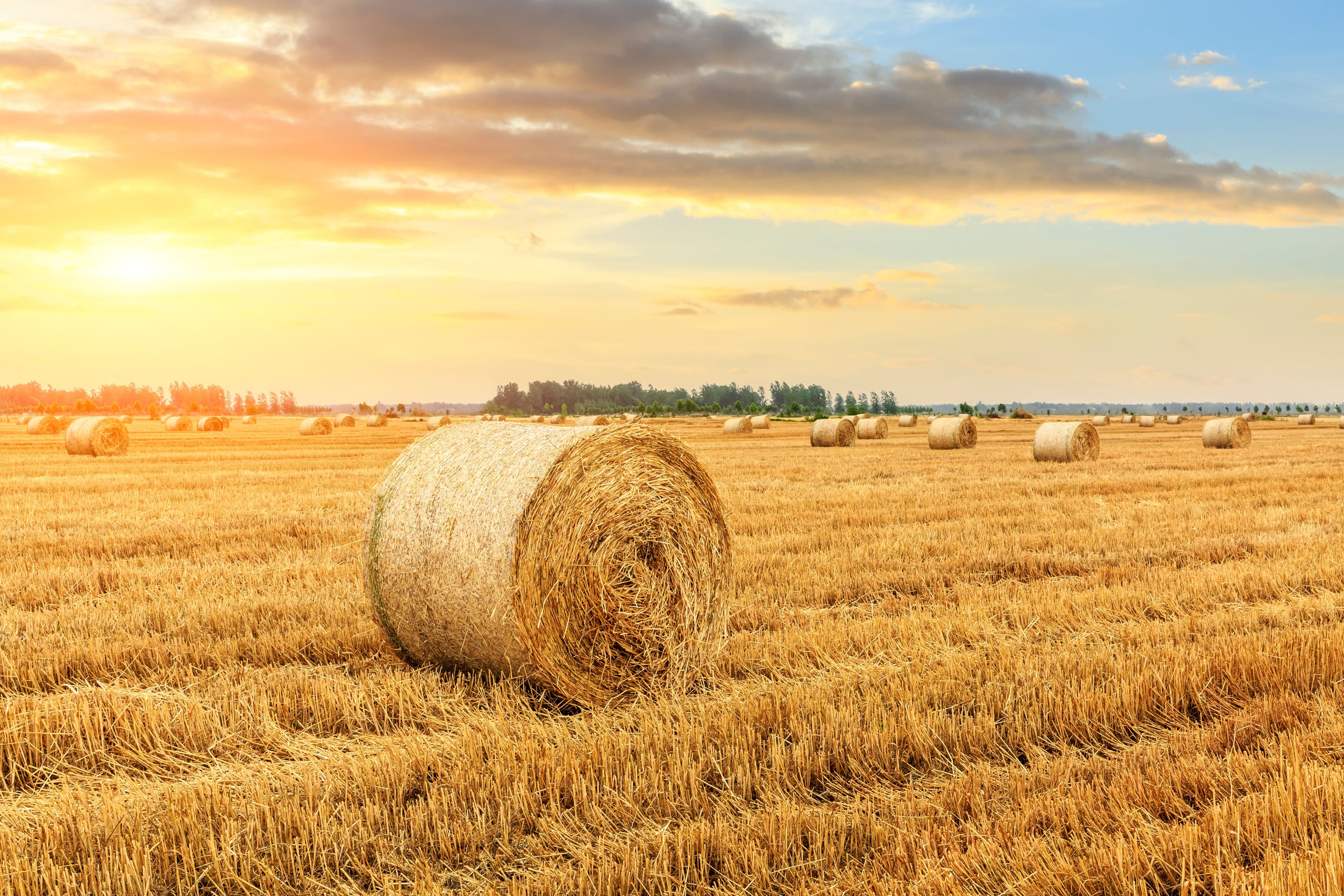 Round straw bales on farmland | Image Credit: © ABCDstock - stock.adobe.com.