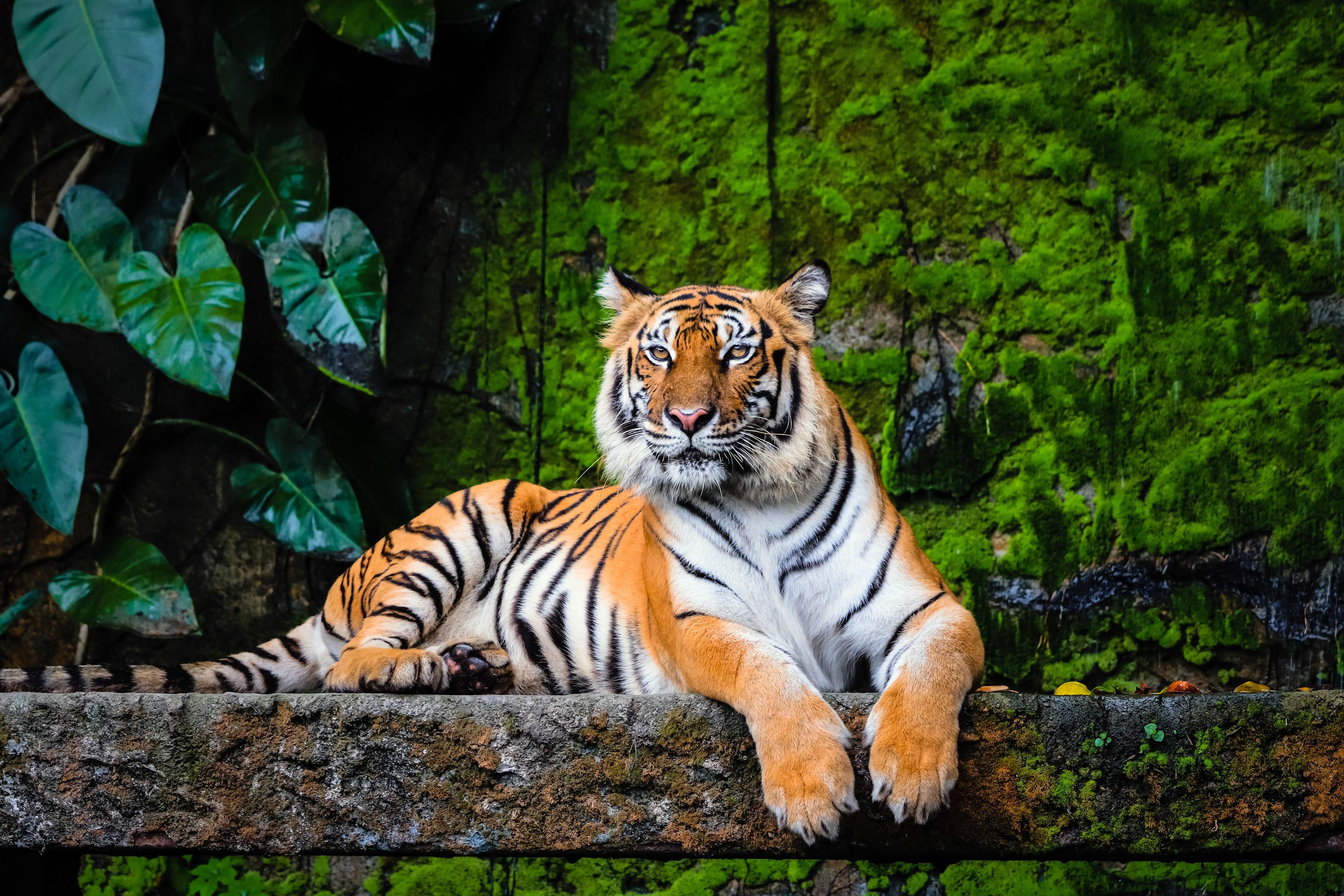 beautiful bengal tiger with lush green habitat background | Image Credit: © Akkharat J. - stock.adobe.com