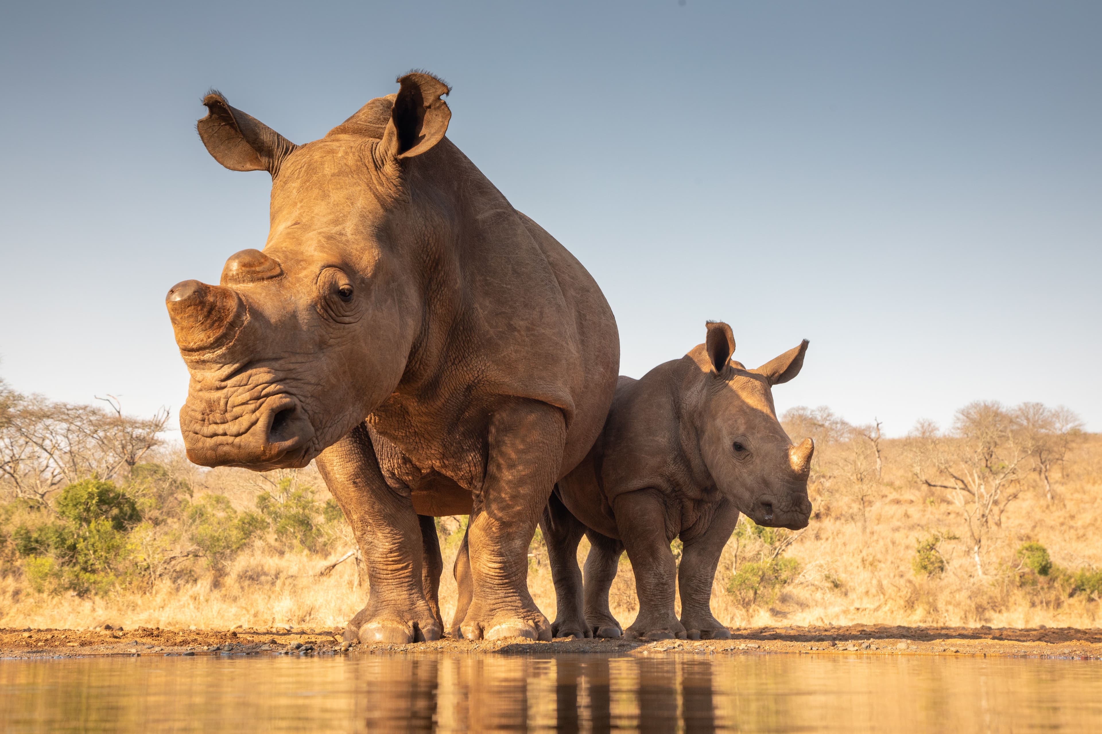 Mother and baby rhino getting ready to drink. | Image Credit: © peterralph - stock.adobe.com