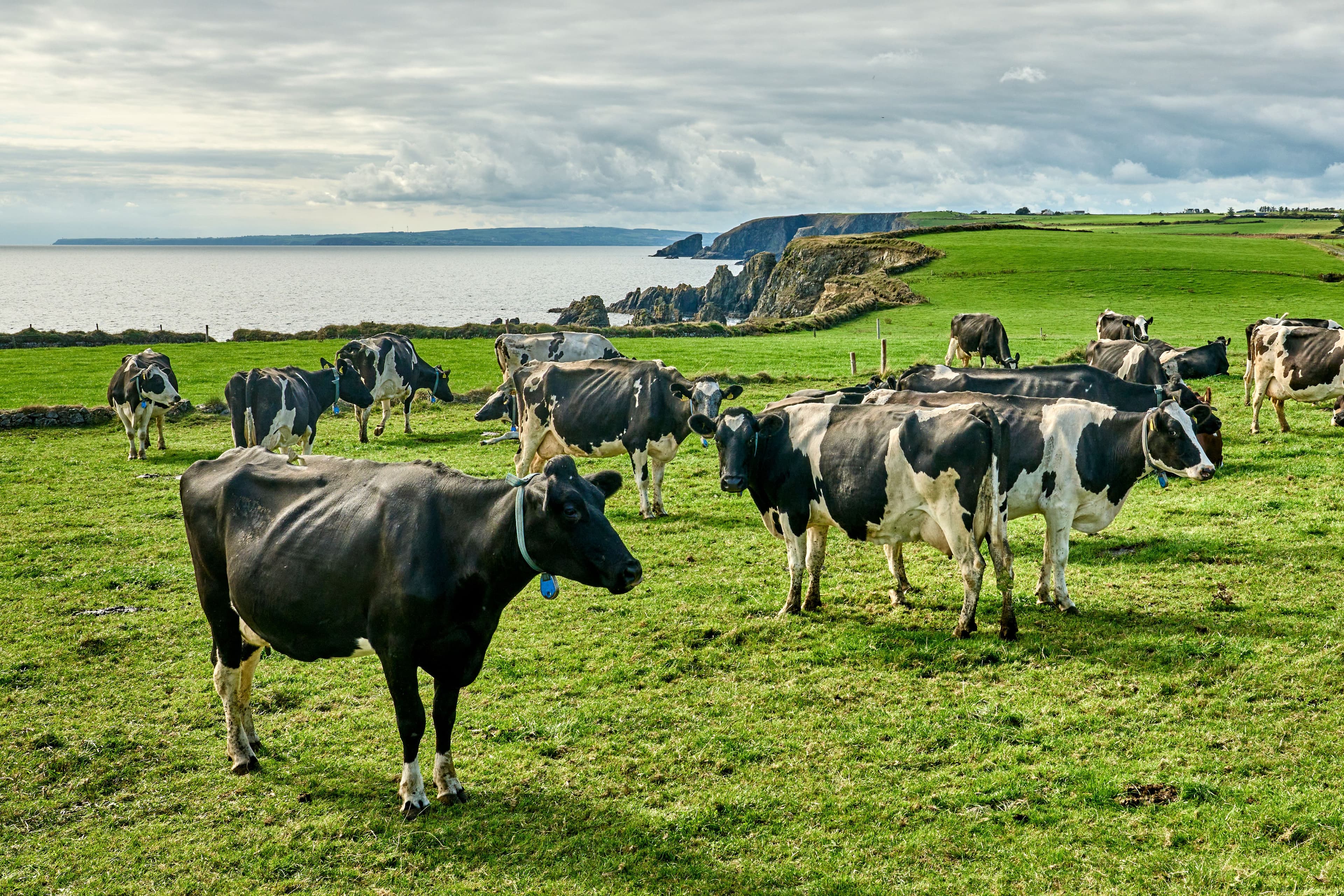 Herd of milk cows grazing on a pasture on top of the cliffs of the Irish southcoast, County Waterford, Republic of Ireland | Image Credit: © Uwe - stock.adobe.com